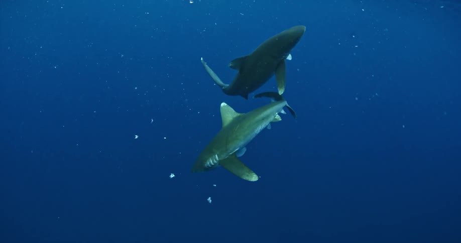 Two sharks swimming while eating chum