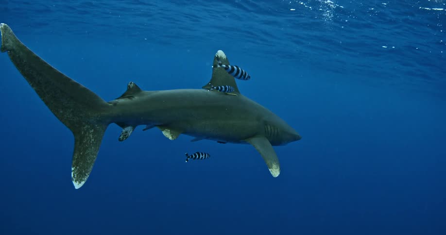 Striped fish swim next to a shark in the ocean