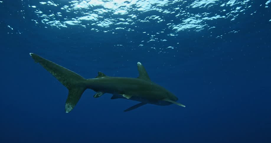 A shark swims in the blue ocean water