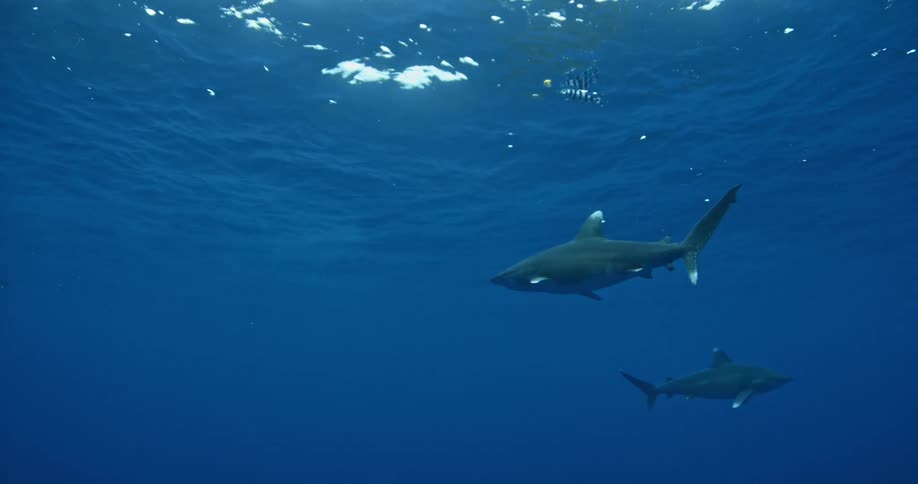 A couple of sharks are swimming slowly near the surface