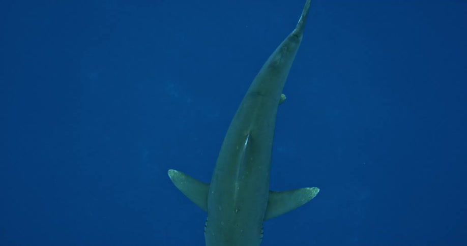A shark swims in a dark ocean