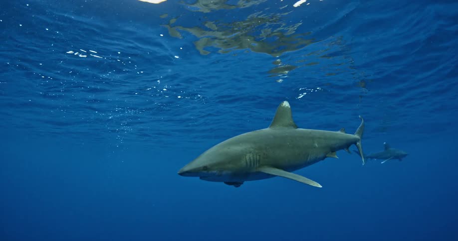 A shark swims near the surface of the ocean