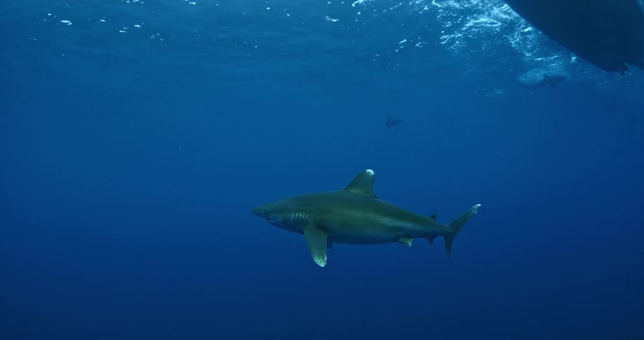 A shark swims beneath a boat in the ocean