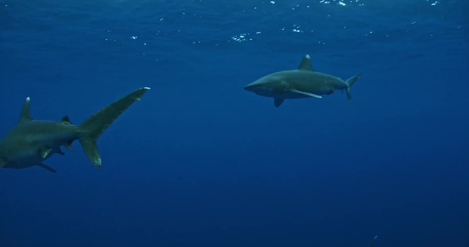 Two sharks swim in the ocean