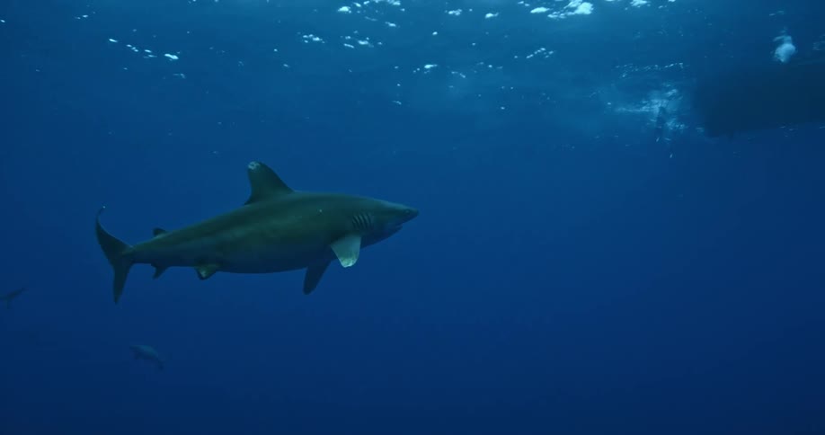 Sharks swimming in dark ocean water