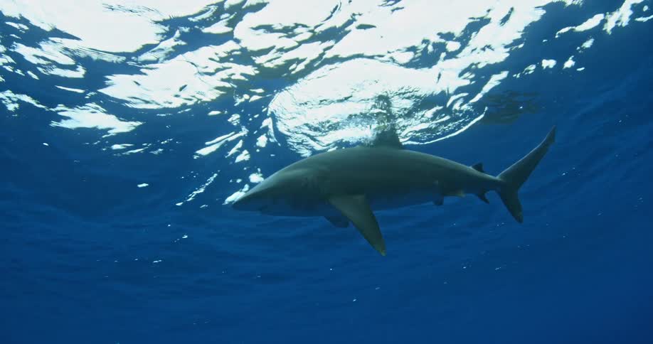 A shark swims to the surface
