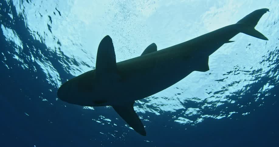 A shark swims around in the water close to the surface