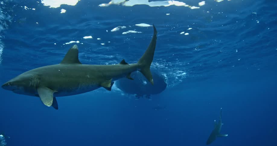 A shark swims near a boat in the ocean