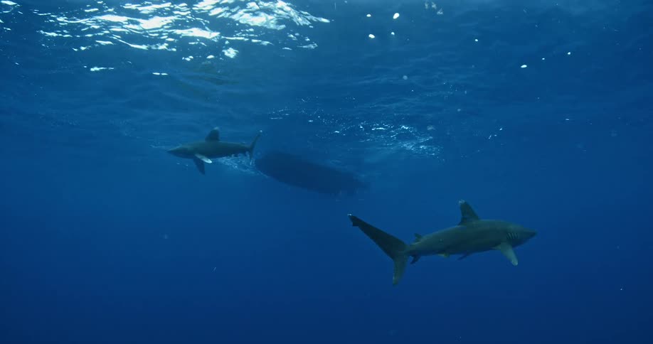 A couple of sharks are swimming around the surface of the ocean
