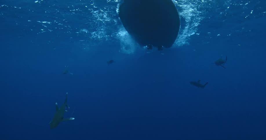 Sharks swim under and away from the bottom of a boat