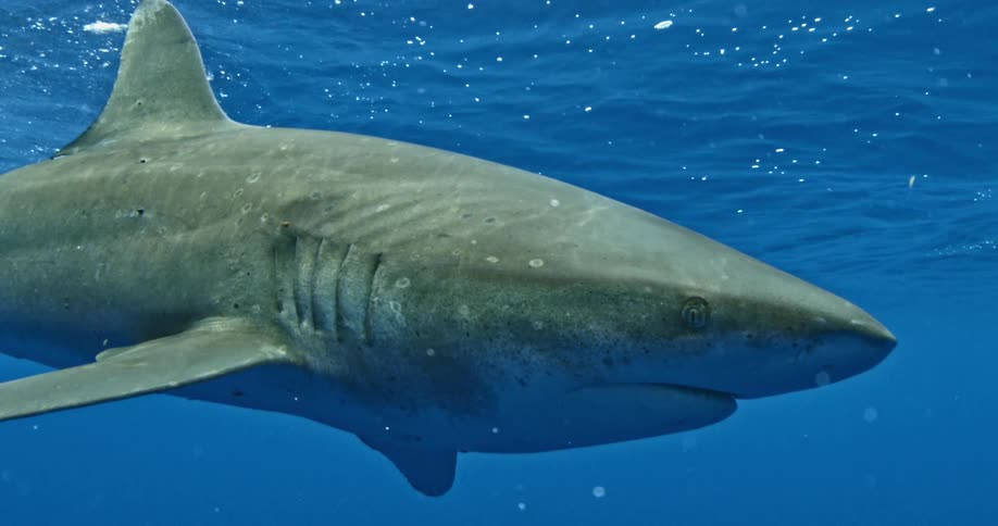 A shark swims in the blue ocean water