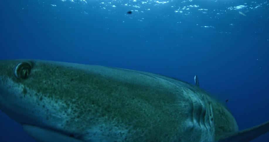 A shark bumps into the camera