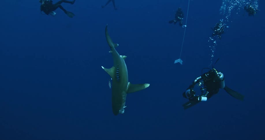 Scuba divers surround this diving shark