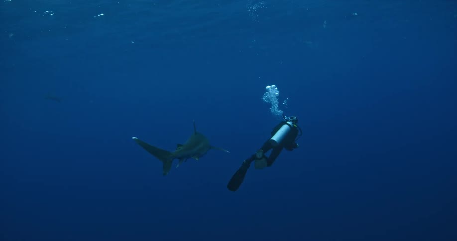 A shark is following a scuba diver in the water
