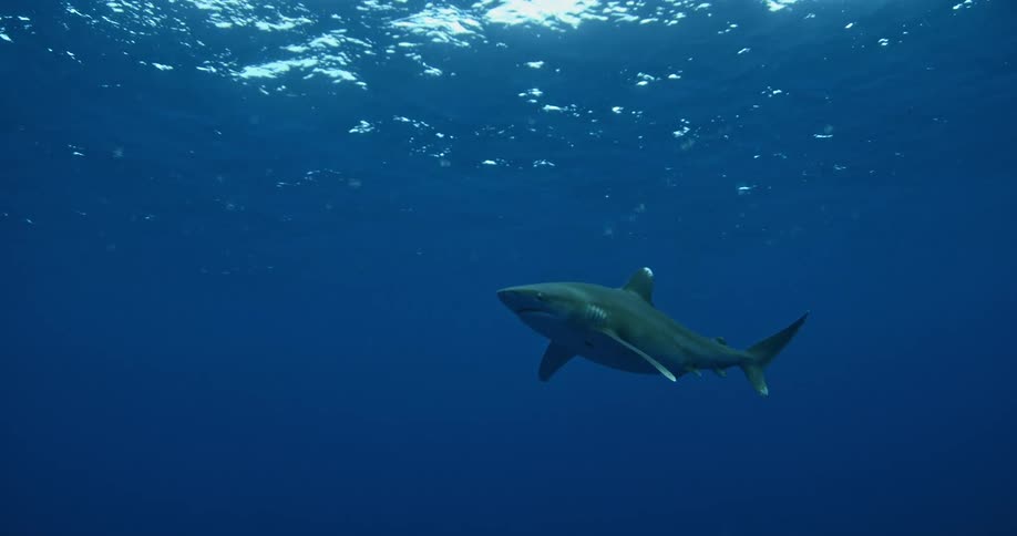 A shark is swimming in the ocean during the day