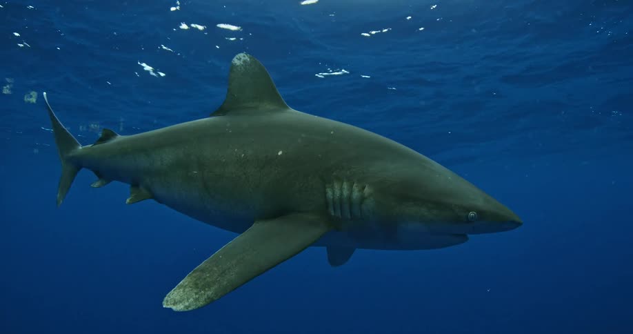 A scuba diver photographs a shark swimming nearby