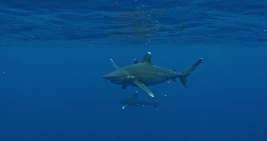 A group of sharks swimming in the ocean