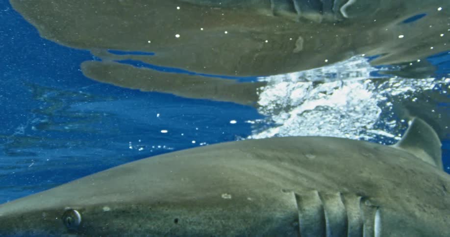 A shark move just past the surface of the water