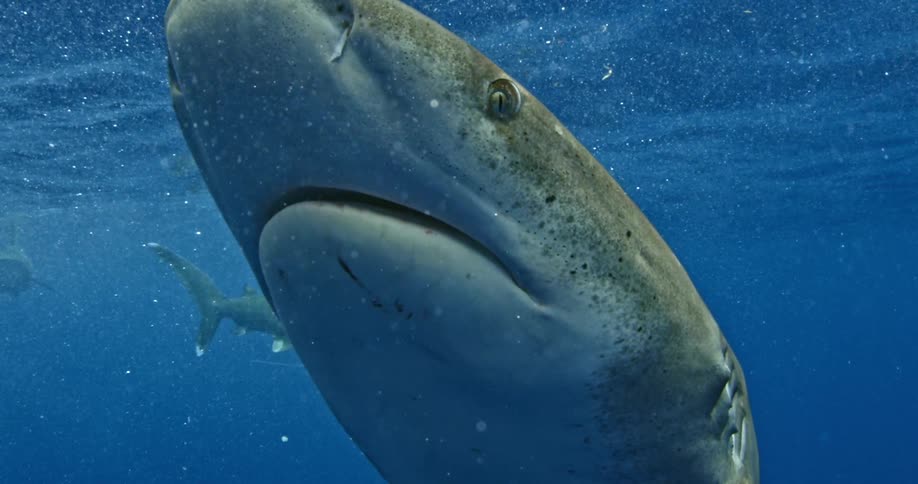 Sharks swimming just beneath surface of ocean water