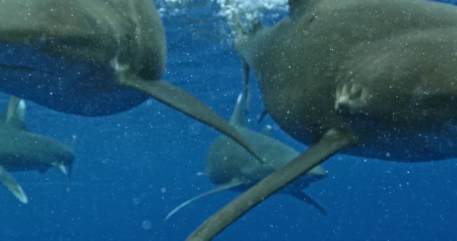 Four sharks swim together in the ocean