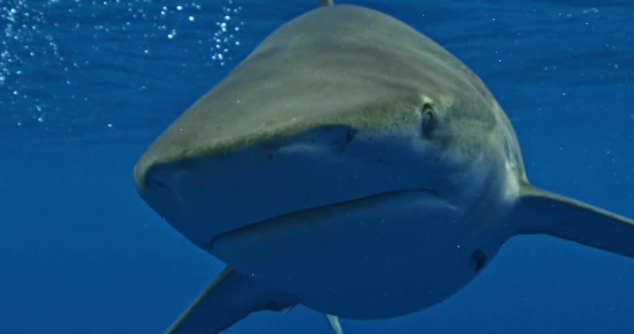 A shark swims in the blue ocean water