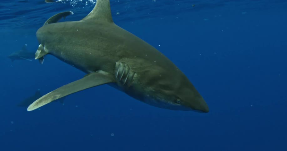 A shark eats bait floating in the water