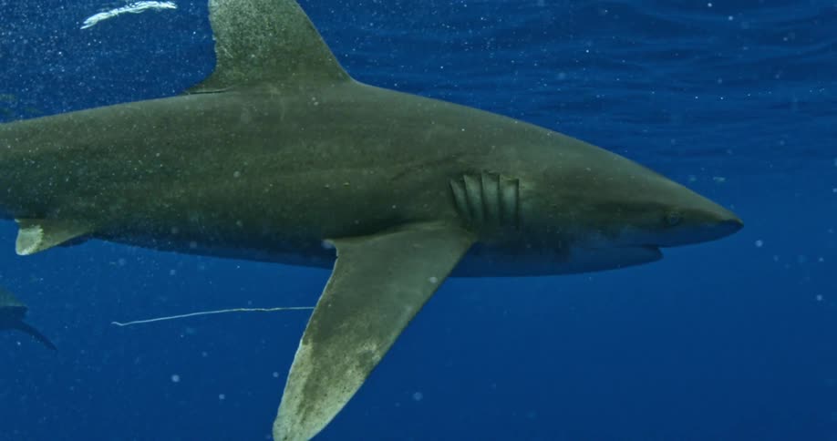 A shark swims in the sea with debris floating around