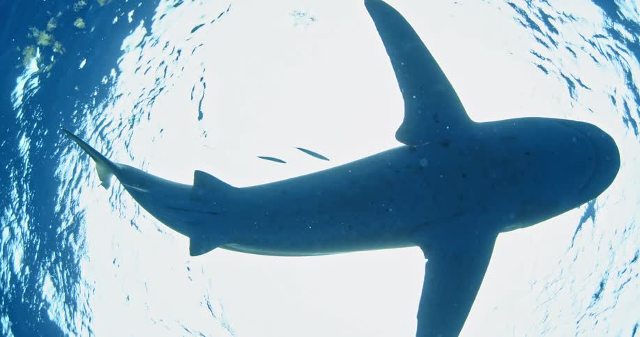 A shark swims just below the surface