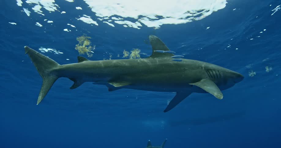 A shark swims near the surface of the ocean