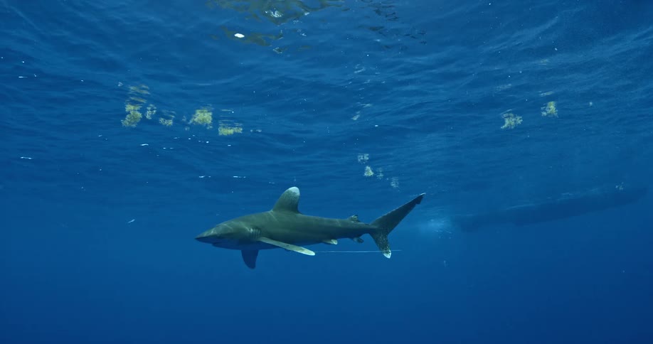 A shark swims in the blue ocean water