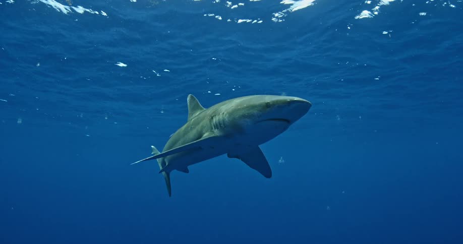 A shark swims close to the surface of the water