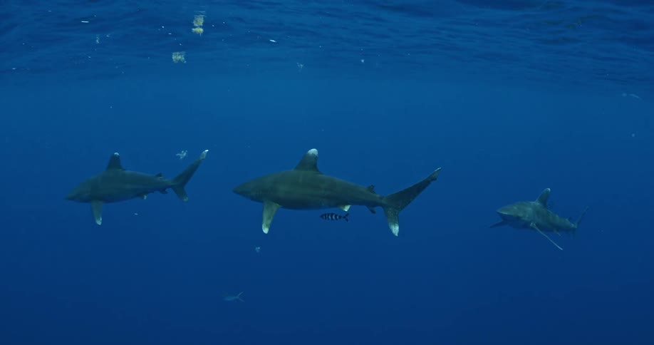 Sharks swim together in the blue water
