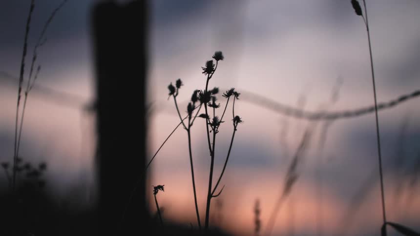 Wildflower and other plants growing near fence post of barbed wire fence sway in breeze against red tinted sky