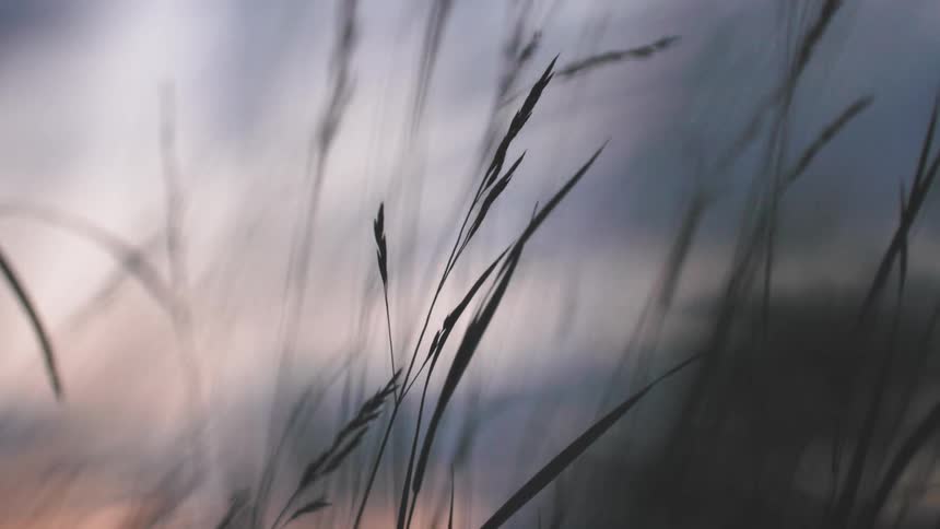 Grass and plants blowing in the wind with the sky and clouds in the background