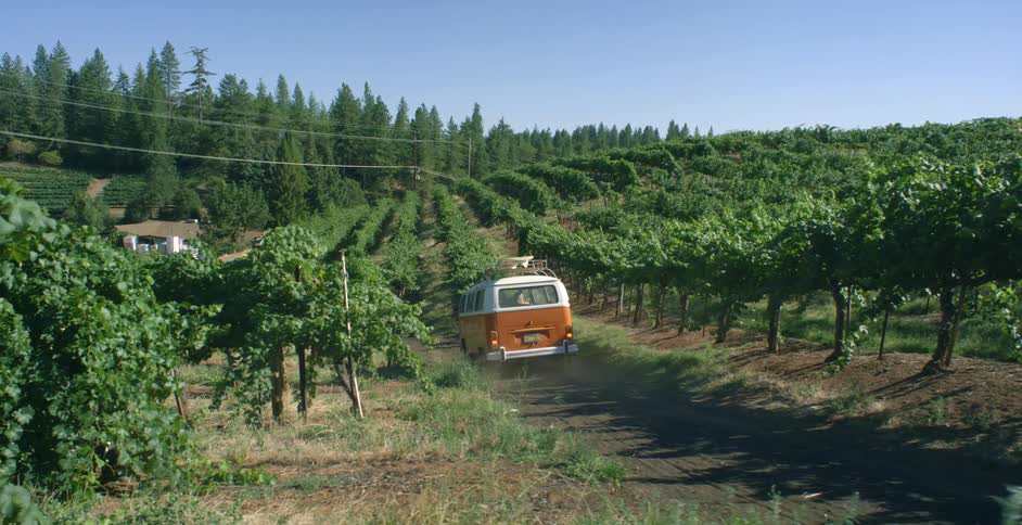 A volkswagen bus is driven on a vineyard