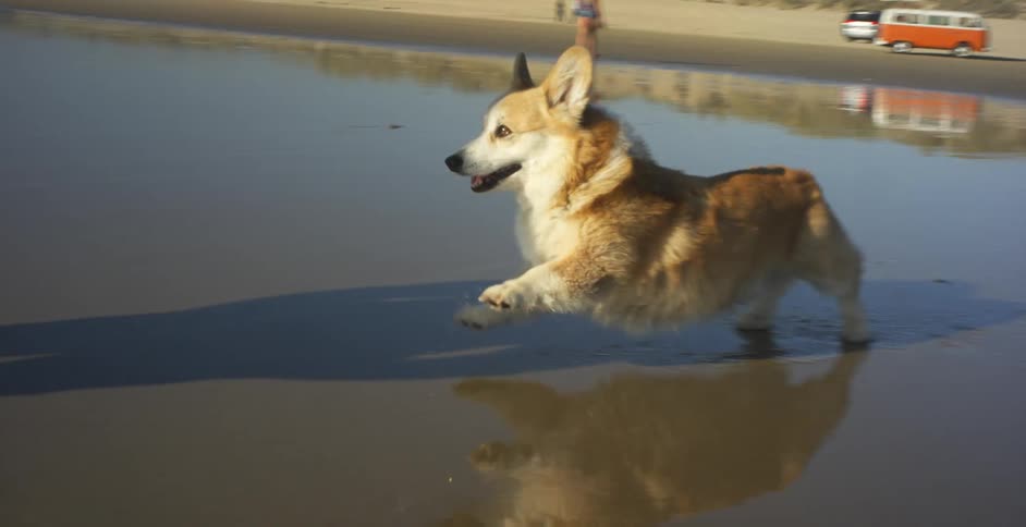 A dog runs over to someone on the beach
