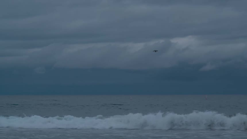 Bird flying over water