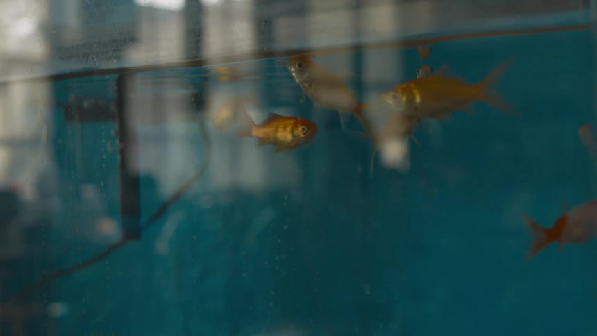 Group of goldfish swimming inside an aquarium fish tank