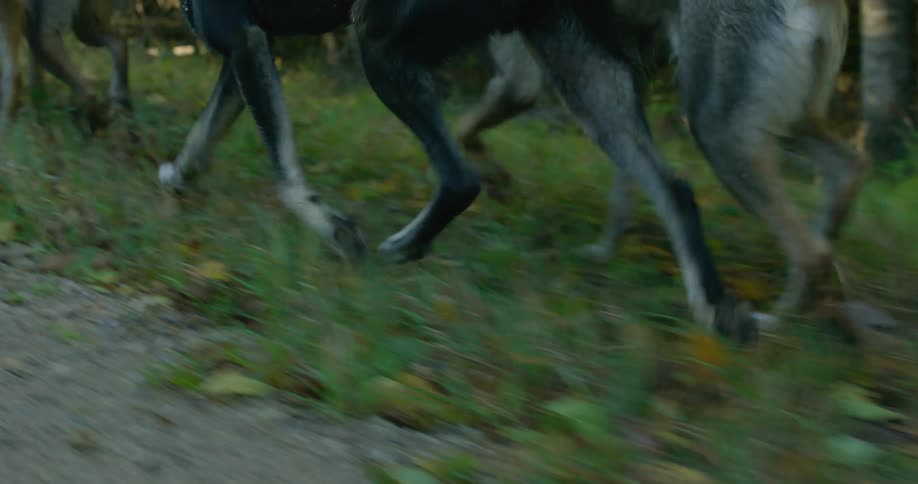 Dogs running through the grass