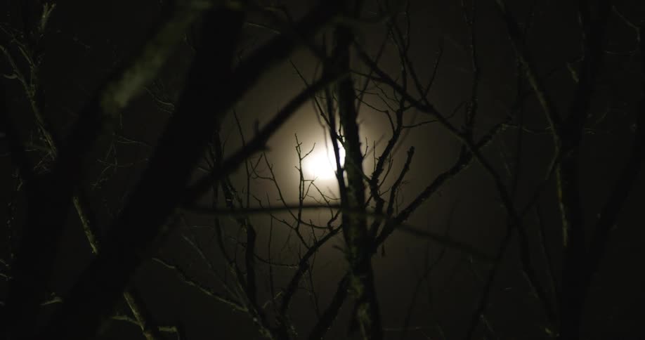 The moon is shining through a tree in the darkness