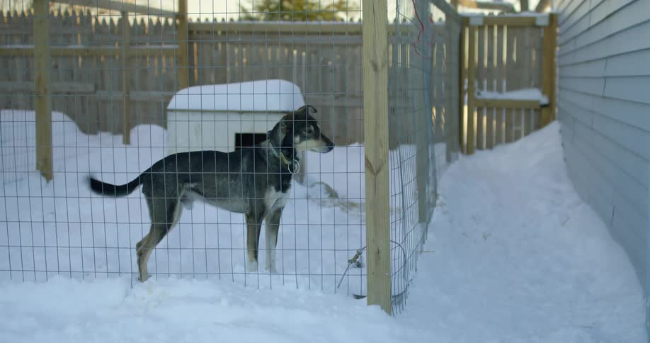 Dog standing outside