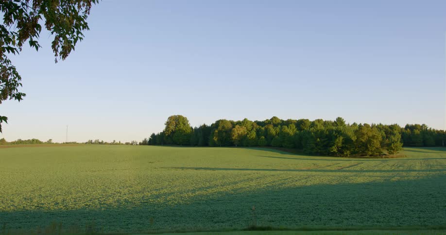 There is a large grassy field surrounded by trees
