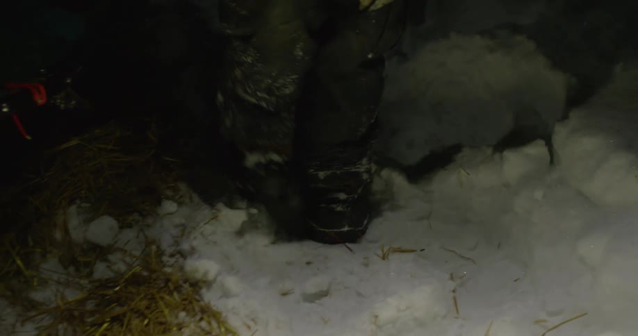 A person is walking in the snow at night