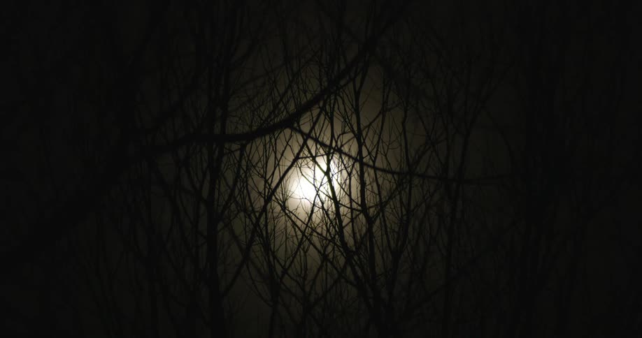 The moon and bright moonlight is shining through a tree in the darkness