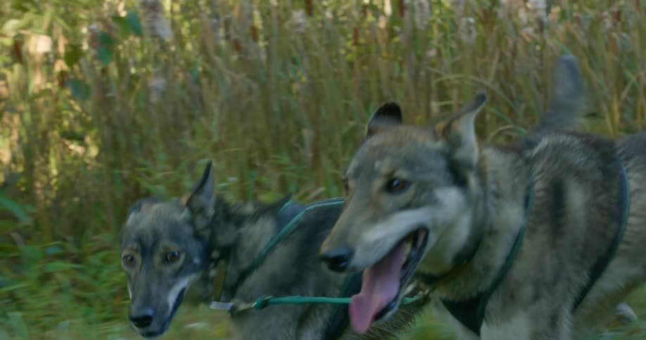 Two gray dogs on a leash running through the tall grass on a field at morning