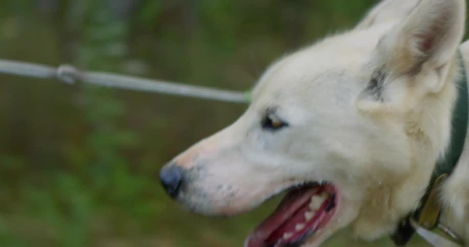 A large white dogs runs on a leash with its tongue dangling out