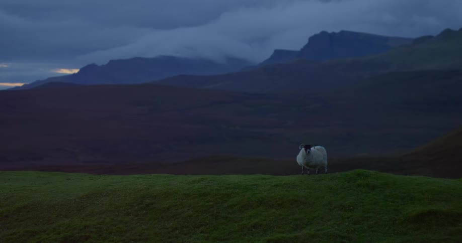A sheep standing on a grassy hill with a mountain range the sky and clouds in the background
