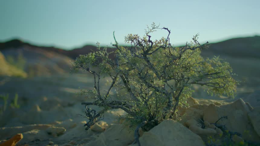A prickly bush plant growing out of rocks and sand on a sunny day