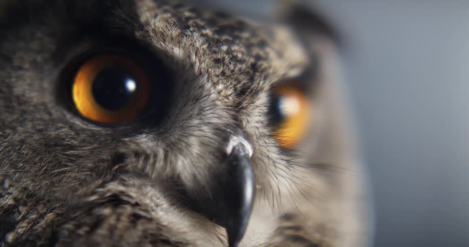 An owls face looking stern with bright eyes and a still beak