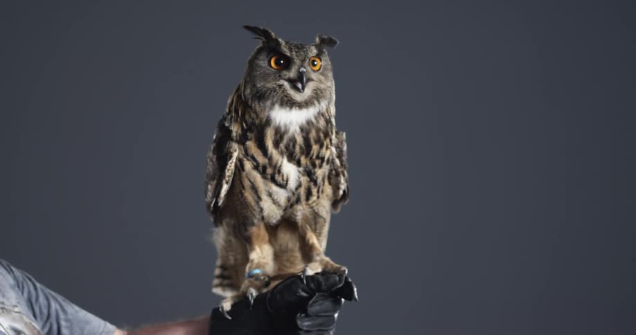 An owl makes a call while resting on a gloved hand